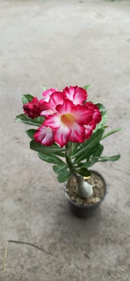 Plant Adenium Plant, Desert Rose (Pink Double) - Plant Adenium Desert rose,adenium