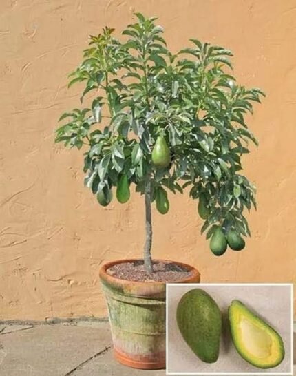 Plant Nursery NCR Lives Plant Avocado-Fruit Plants