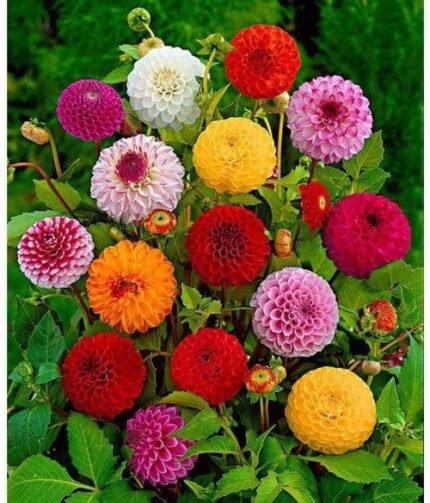 Dahlia Flower Bulb set of 10 | Dahlia Bulbs for Sale| Real Rare Exotic Dahlia Bulbs Flower Perennials Tubers/Rhizome Garden/Outdoor/Yard/Farm Planting