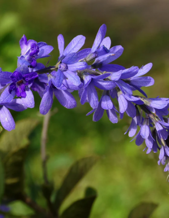 petrea-volubilis-flower_720x.png